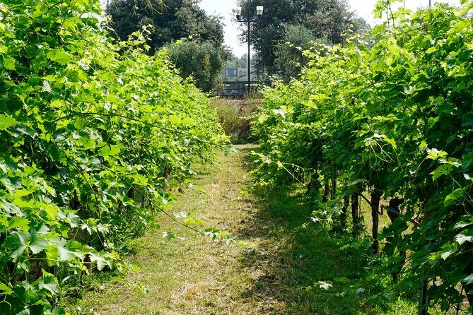 The history of Amarone: tour and vertical tasting of 3 decades - Pricing and Value