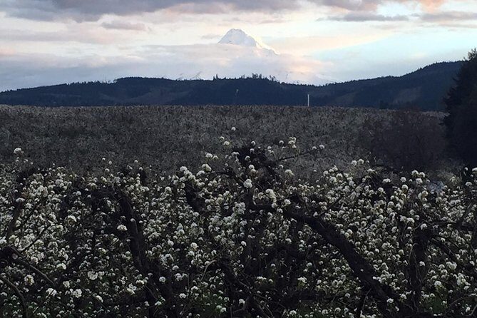 The Hood-Columbia Loop: Timberline, Orchards, and Waterfalls - Unique Landmarks and Hidden Gems
