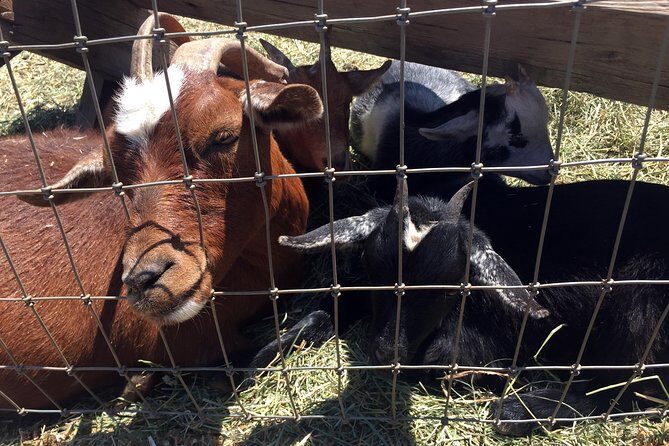 The Hood-Columbia Loop: Timberline, Orchards, and Waterfalls - Logistics and Value