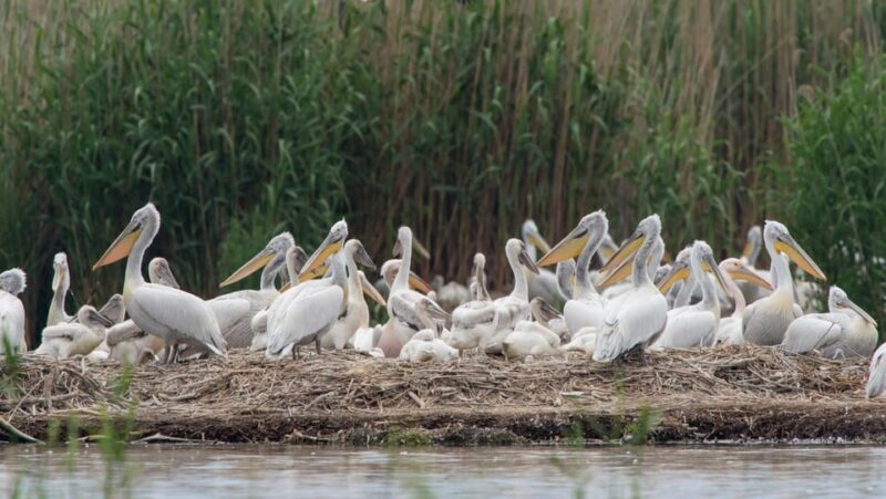 The Island of the Snakes - Golem Grad - Final Thoughts