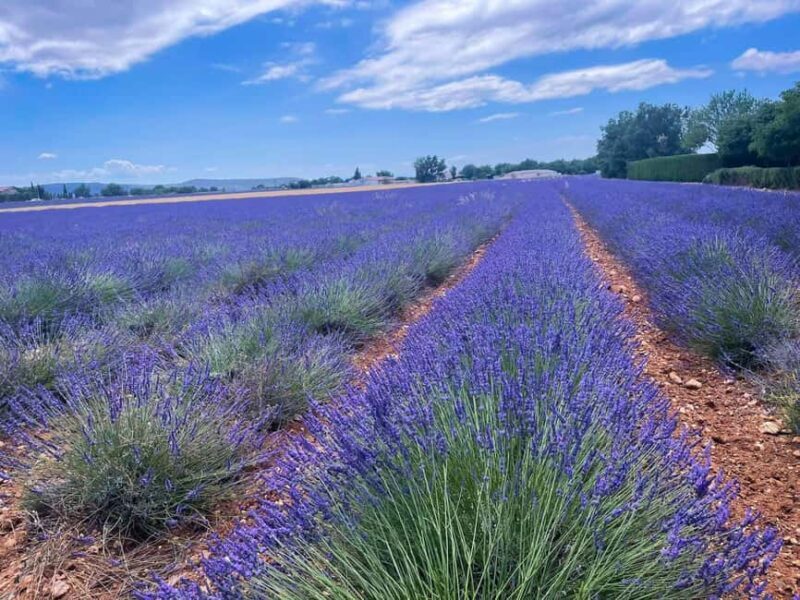 The lakeside panoramic tour: Guided electric scooter rides - The lakeside panoramic tour: Guided electric scooter rides