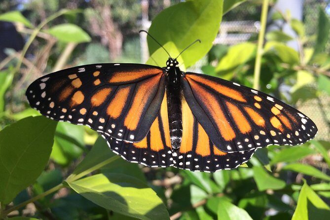 The Maui Butterfly Farm Tour - Key Points