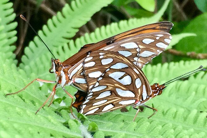 The Maui Butterfly Farm Tour - An In-Depth Look at the Maui Butterfly Farm Tour