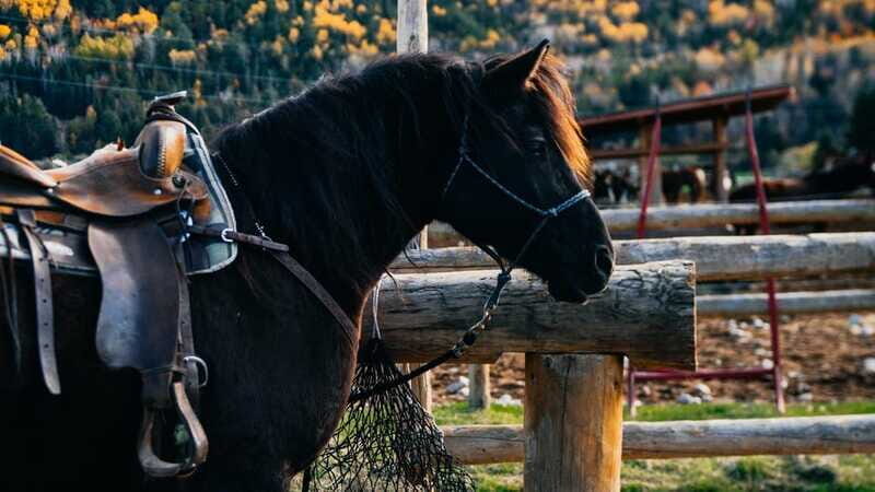 The Montagnarde: Guided horseback ride on mountain trails. - Who is this experience best suited for?
