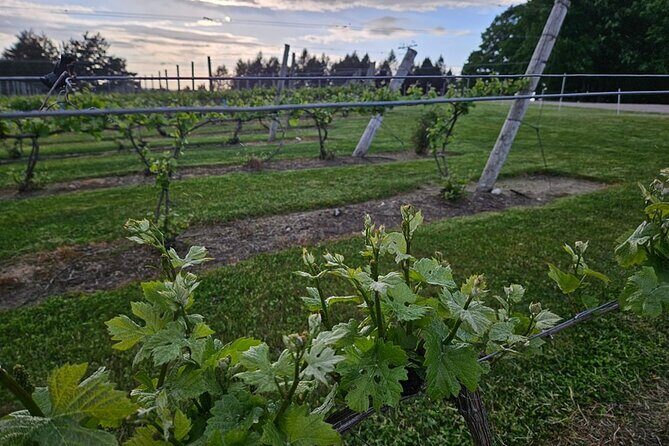 The NON BUS Torch Lake Traverse City Area Wine Tour - The Downsides or Considerations