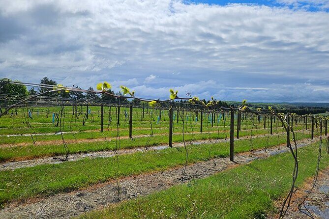 The NON BUS Torch Lake Traverse City Area Wine Tour - The Sum Up: Who’s This Tour Best For?