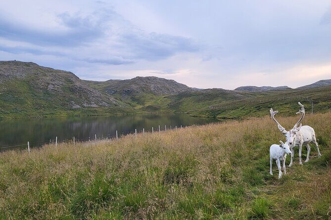 The North cape and the King crab - Exploring the North Cape and the King Crab: A Detailed Look