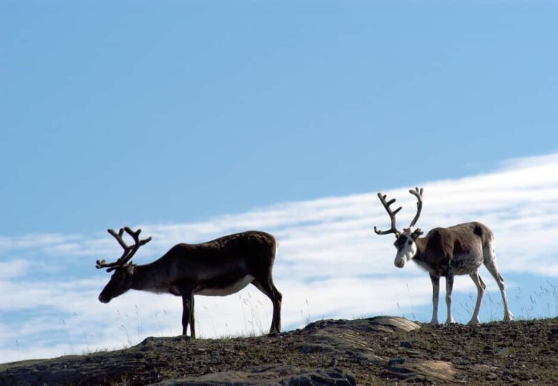 The North Cape Midnight Tour - The Experience at a Glance