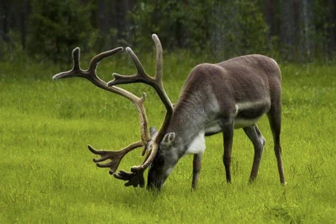 The North Cape, Reindeer and Sami Families Tour - Exploring the Itinerary in Depth