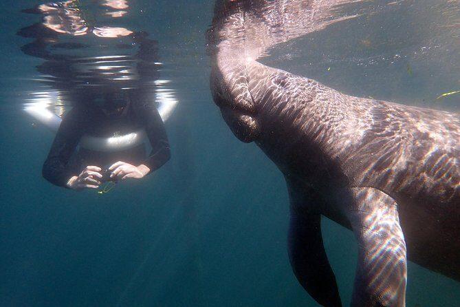 The 'OG' Manatee Snorkel Tour with In-Water Guide/Photographer - The Encounter: Snorkeling with Gentle Giants