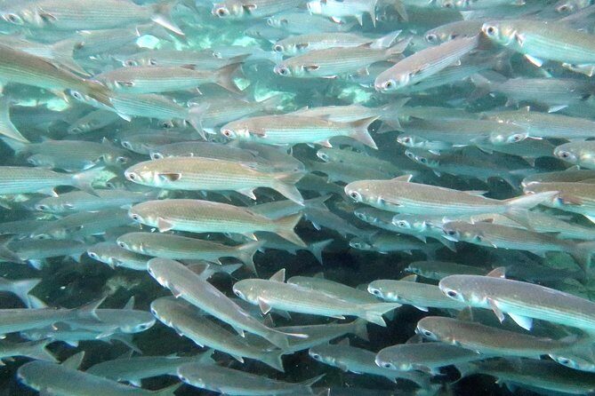 The 'OG' Manatee Snorkel Tour with In-Water Guide/Photographer - The Practical Details: Pricing, Gear, and Group Size