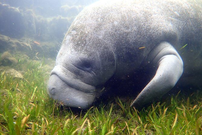 The 'OG' Manatee Snorkel Tour with In-Water Guide/Photographer - Weather, Seasonality, and Cancellations