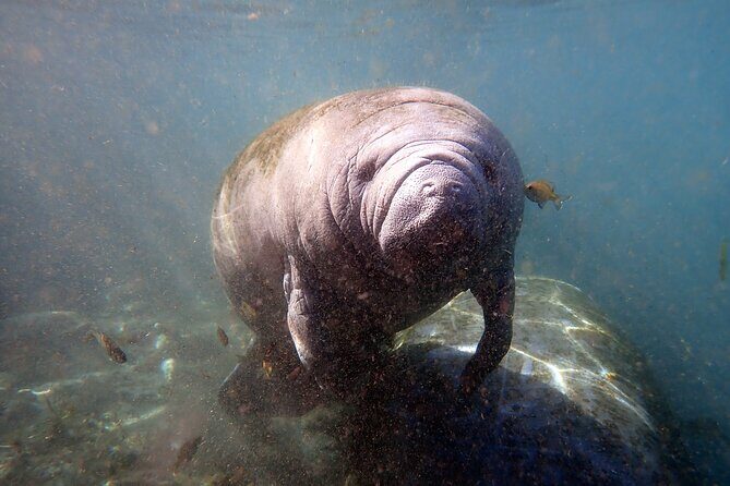 The 'OG' Manatee Snorkel Tour with In-Water Guide/Photographer - Final Thoughts