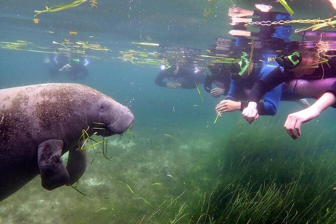 The 'OG' Manatee Snorkel Tour with In-Water Guide/Photographer - FAQs
