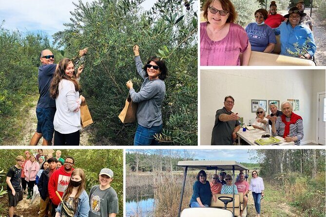 The Olive Grove Tour - Who’s This Tour Best For?