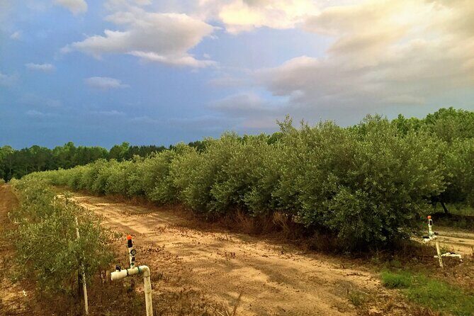 The Olive Grove Tour - FAQ