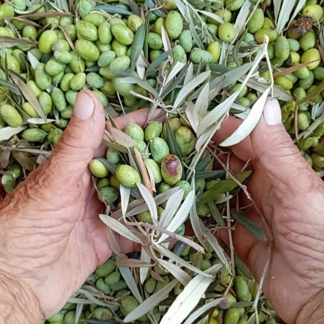 The Olive Oil Experience @ Lefkada Micro Farm - FAQ