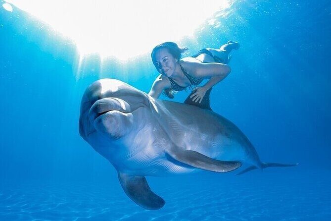 The only Natural Space Dolphin Encounter in Cabo Optional Pickup! - FAQ