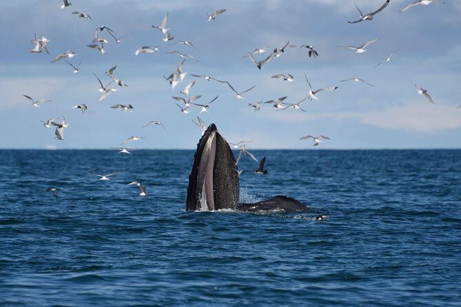 The Original Classic Whale Watching from Reykjavik - What’s Included and What’s Not