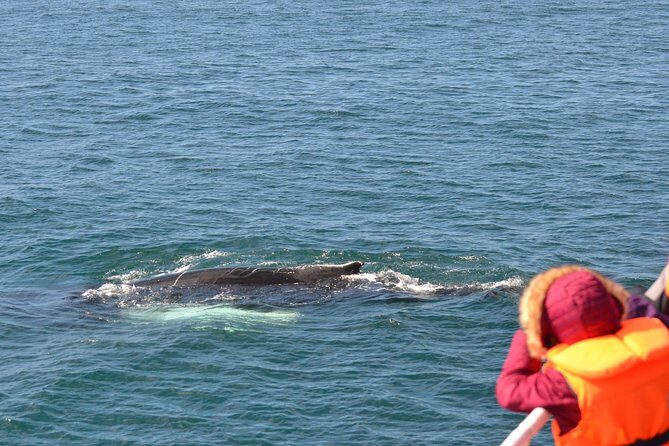 The Original Classic Whale Watching from Reykjavik - Who Should Consider This Tour?