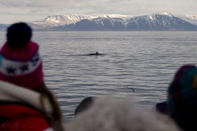 The Original Classic Whale Watching from Reykjavik - FAQ