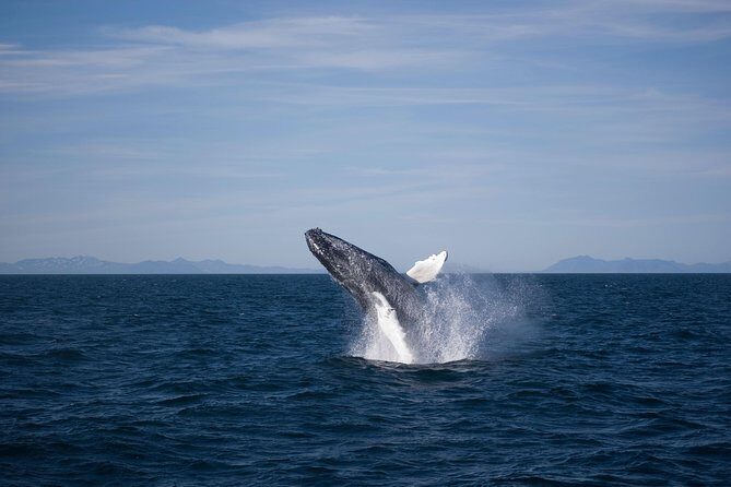 The Original Classic Whale Watching from Reykjavik - Final Thoughts