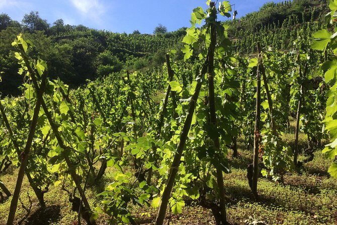 The Original Syrah Wine Tour (2:00 pm - 6:30 pm) - Small Group Tour from Lyon - Who Will Love This Tour?