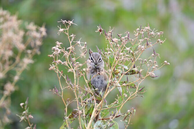 The Premier Wildlife Tours in Rocky Mountain National Park - The Sum Up
