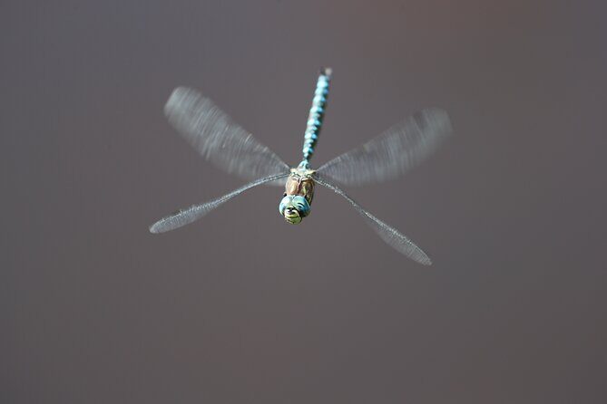 The Premier Wildlife Tours in Rocky Mountain National Park - FAQs