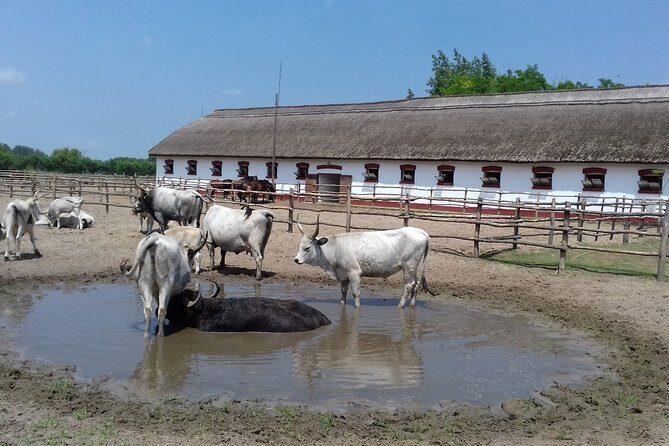 The "Puszta" Horse Show - FAQ