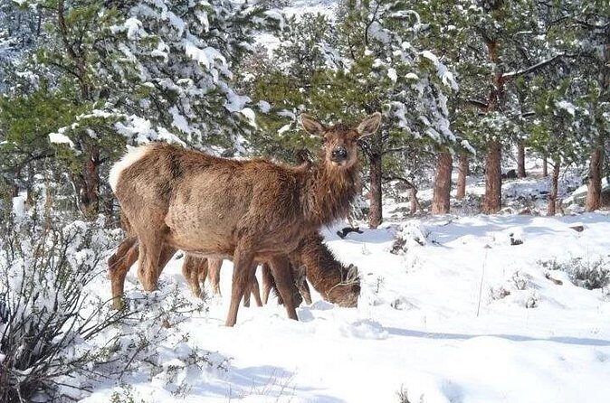 The Rocky Mountain National Park Winter Safari Tour - What’s Included and What’s Not?