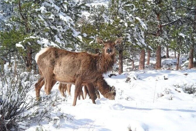 The Rocky Mountain National Park Winter Safari Tour - Price and Value