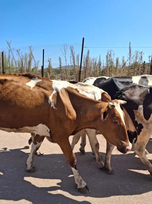 The Super Team : Akamas & Avakas Jeep Safari from Paphos - Final Thoughts