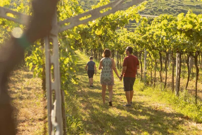 THE TRADITIONS OF VALPOLICELLA: WINE, EVO OIL, AND HONEY TASTING - Exploring the Heart of Valpolicella’s Wine Traditions