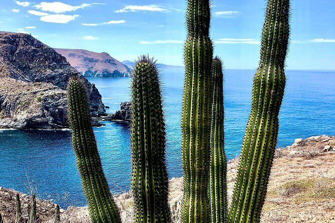 The Ultimate Camel Safari Experience in Los Cabos - What Is the Camel Safari Experience Really Like?