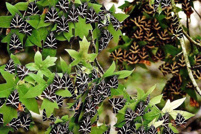 The Valley of Butterflies and Halki Day Tour - What to Expect at Each Stop