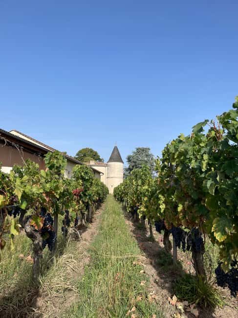 The vertical at Château Cruzeau - Key Points