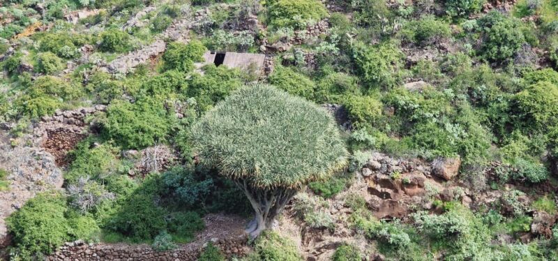 The Wildest Side of La Palma: Hiking into the Past in Garafía - Key Points