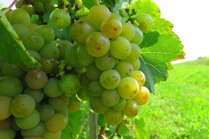 The wine route by bike - Who Is This Tour Best For?