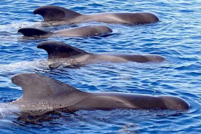 The Worlds Largest RIB luxury 3hrs including lunch and drinks - What Do Travelers Say?