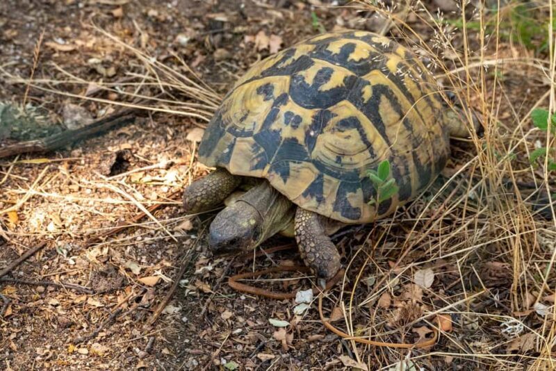 Thessaloniki Forest Wellness & Fun - Final Thoughts