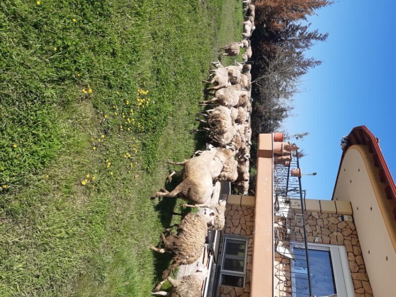 Thessaloniki: Private Greek Cooking Class and Meal at a Farm - FAQ