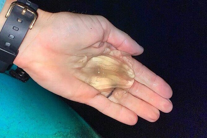 Thousand Islands Bioluminescent Kayak Tour with Cocoa Kayaking! - What You Can Expect from the Tour