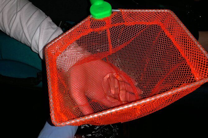 Thousand Islands Bioluminescent Kayak Tour with Cocoa Kayaking! - The Practical Side: Logistics and Value