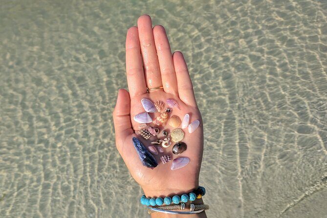 Three Hour Shelling Cruise to Shell Key Preserve from John's Pass - Key Points