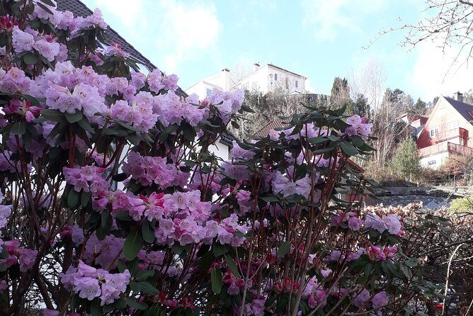 Three-summit hike in Bergen - The Chocolate Berries: A Sweet Surprise