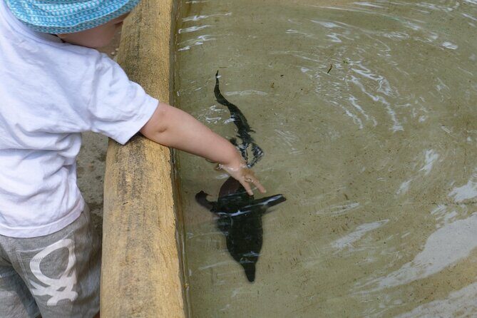 Ticket for Parco Ittico Paradiso at Zelo Buon Persico - Entering the Park and First Impressions