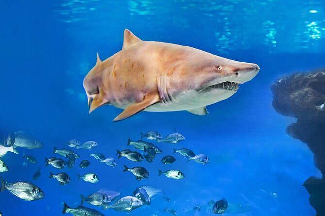 Ticket Palma Aquarium - Who Will Love Palma Aquarium?