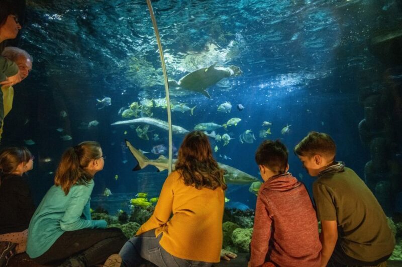 Ticket to SEA LIFE Konstanz - The Turtle Rescue Mission and Themed Weeks