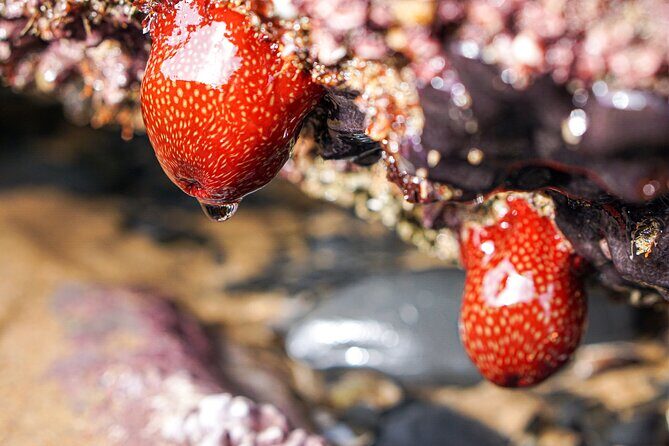 Tide Pool Safari in Monte Clérigo Beach - The Practicalities: What to Know Before You Go